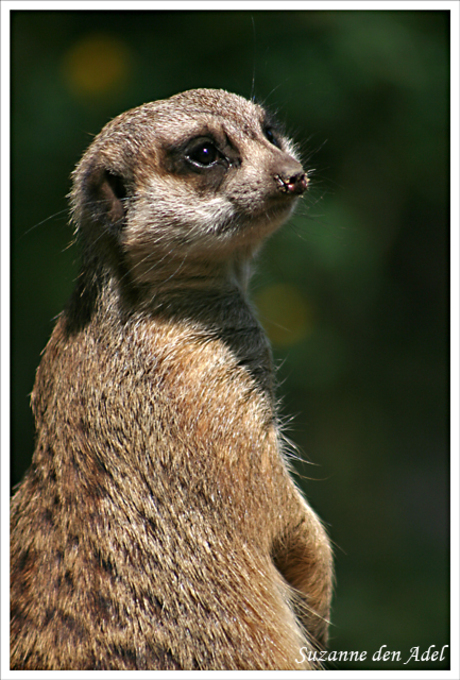 Burgers Zoo