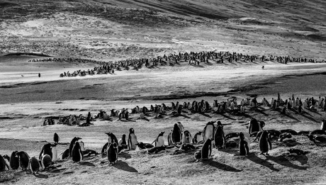 Penguin Landscape