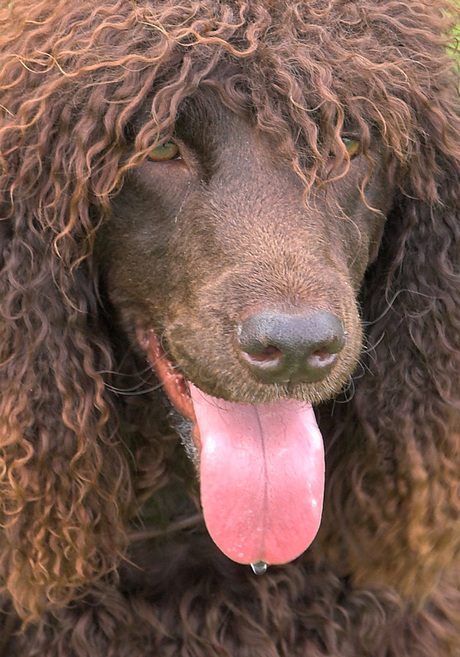 Ierse_Water(druppel)_Spaniel