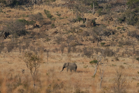 Olifant Zuid-Afrika
