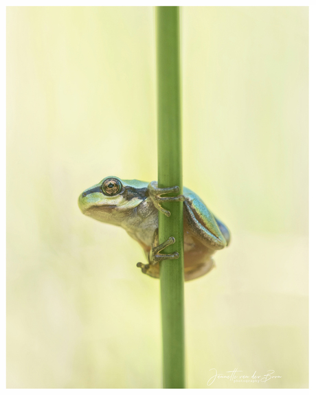 tiny frog