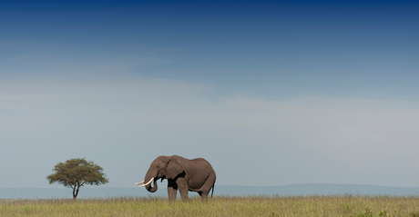 Landschapfotografie met Olifant - Masai Mara - Kenia