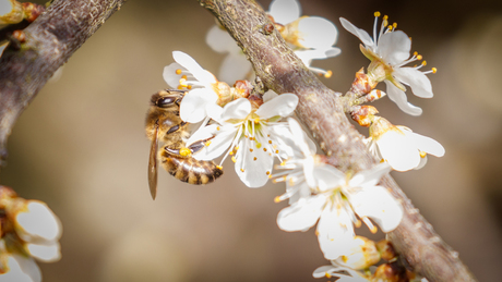 Lente-gevoel