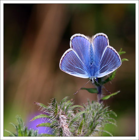 Icarus blauwtje