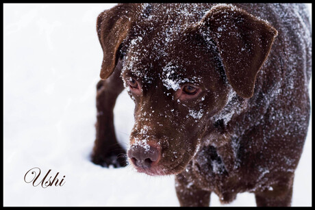 Ushi in de sneeuw