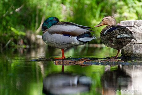 Watervogels-skfotografie