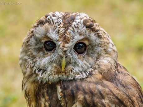 Tawny or Brown Owl