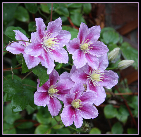 Clematis