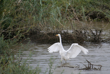 Zilverreiger