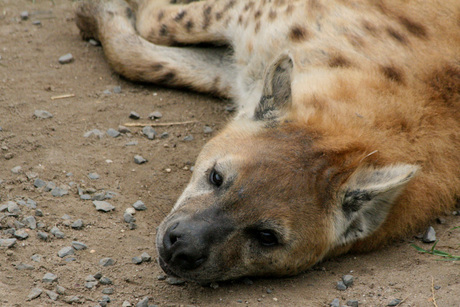 Gevlekte Hyena