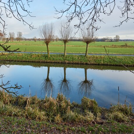 Gespiegelde knotwilgen