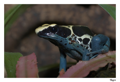 Dendrobates tinctorius Patricia