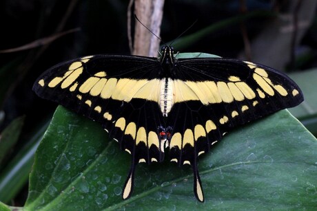 papilio cresphont