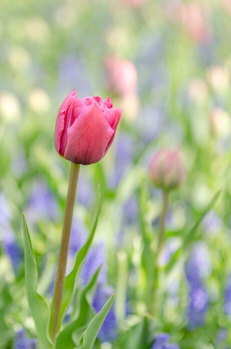 De Keukenhof