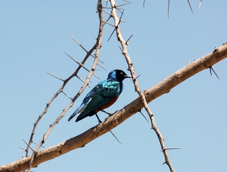 vogel kenia.