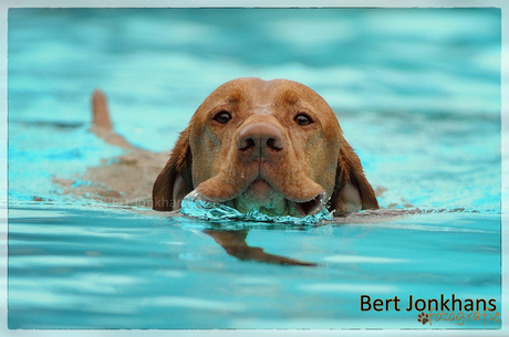 Doggy pool!