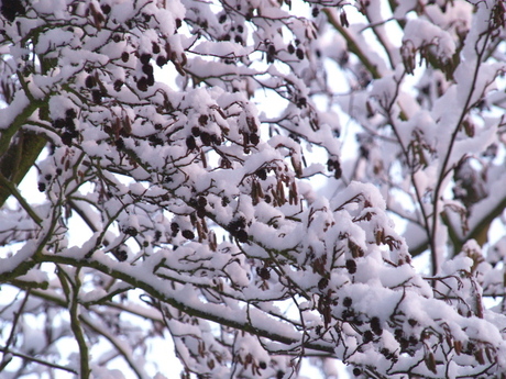 Sneeuwtakjes