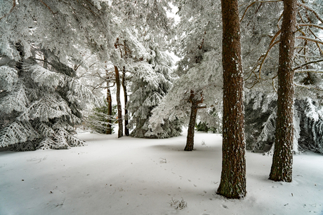 Still wandering in winter