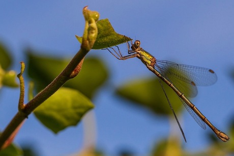 Libelle