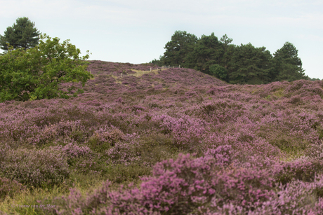 Heide bij Bergen aan Zee 2