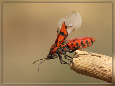 Wants (Spilostethus pandurus)