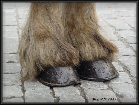 Schoenen Gepoetst