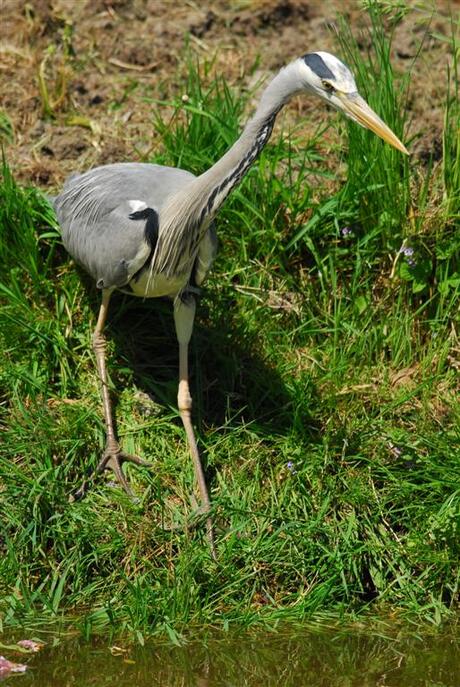 Reiger