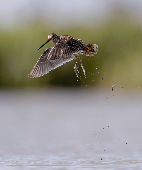 Mega sprong Watersnip