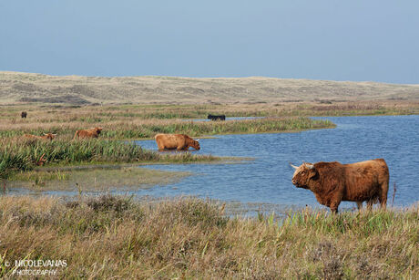 Texel Schotse hooglanders in natuurgebied het grote vlak I