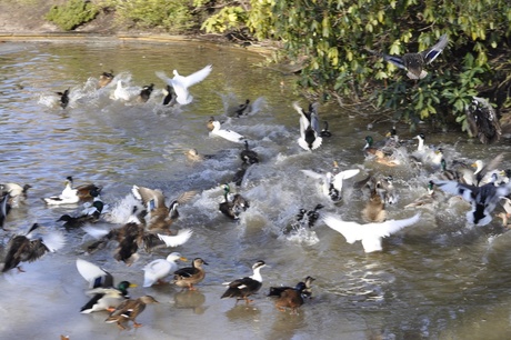 Eenden landen op water