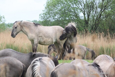 Konik paarden