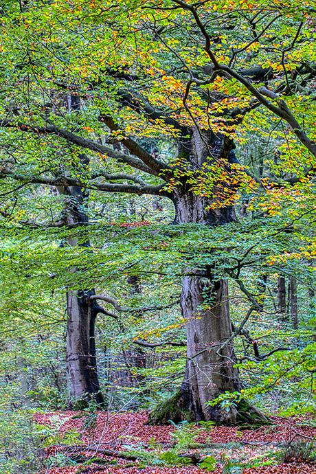 Bomen in het Rijsterbos