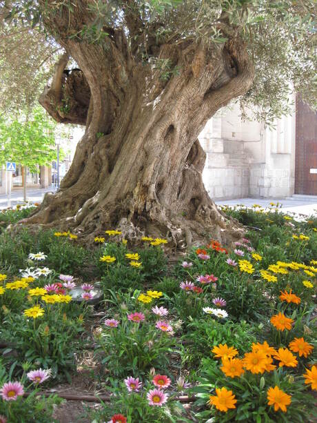 olijfboom op Majorca