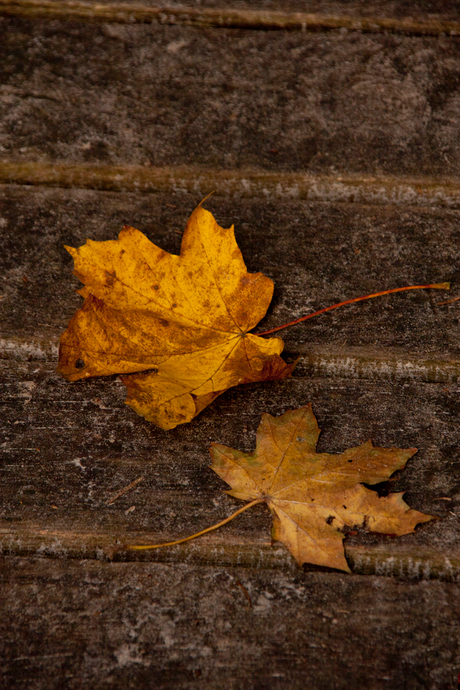 Herfst