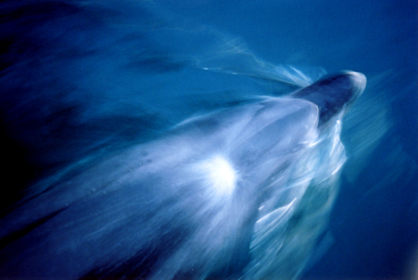 Dolfijn in actie
