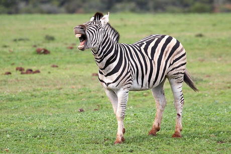 Smilin' Zebra