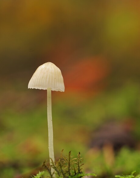 Melksteelmycena?