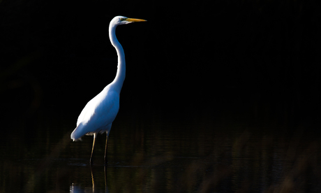 Grote zilverreiger