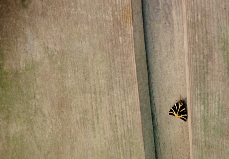Ben je in Gaia zoo, kom je deze Spaanse vlinder tegen.
