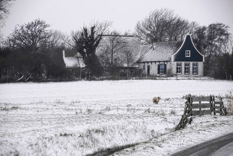 Schaap in de sneeuw