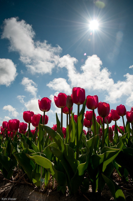 Tulpen bij tegenlicht