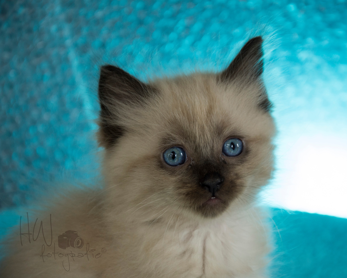 Ruby ragdoll kitten 6 1/2 week - Ruby een van de ragdoll kittens van de cattery van mijn zusje is hier 6 1/2 week oud en begint al een mooi masker te krijgen. De kitten zit hier op e - foto door punnik1971 op 16-10-2015 - deze foto bevat: kitten, poes, dieren, huisdier, kat
