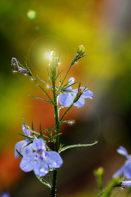 sundrops