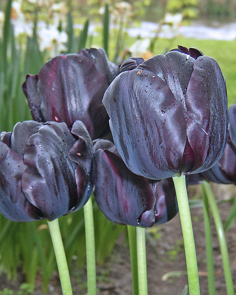 'Zwarte' tulp