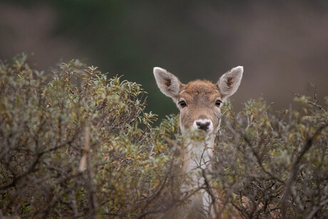 On the lookout!