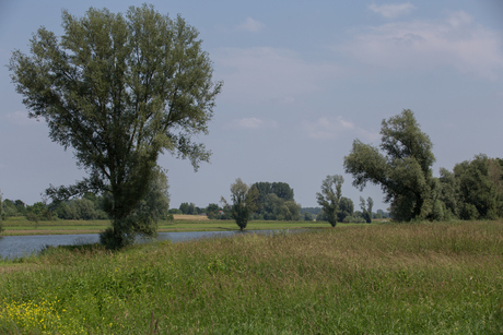 IMG_0982 wetlands Ophemert