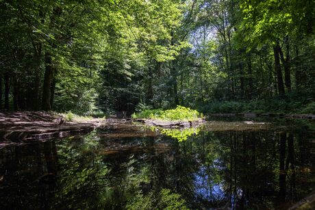 Waterloopbos Marknesse