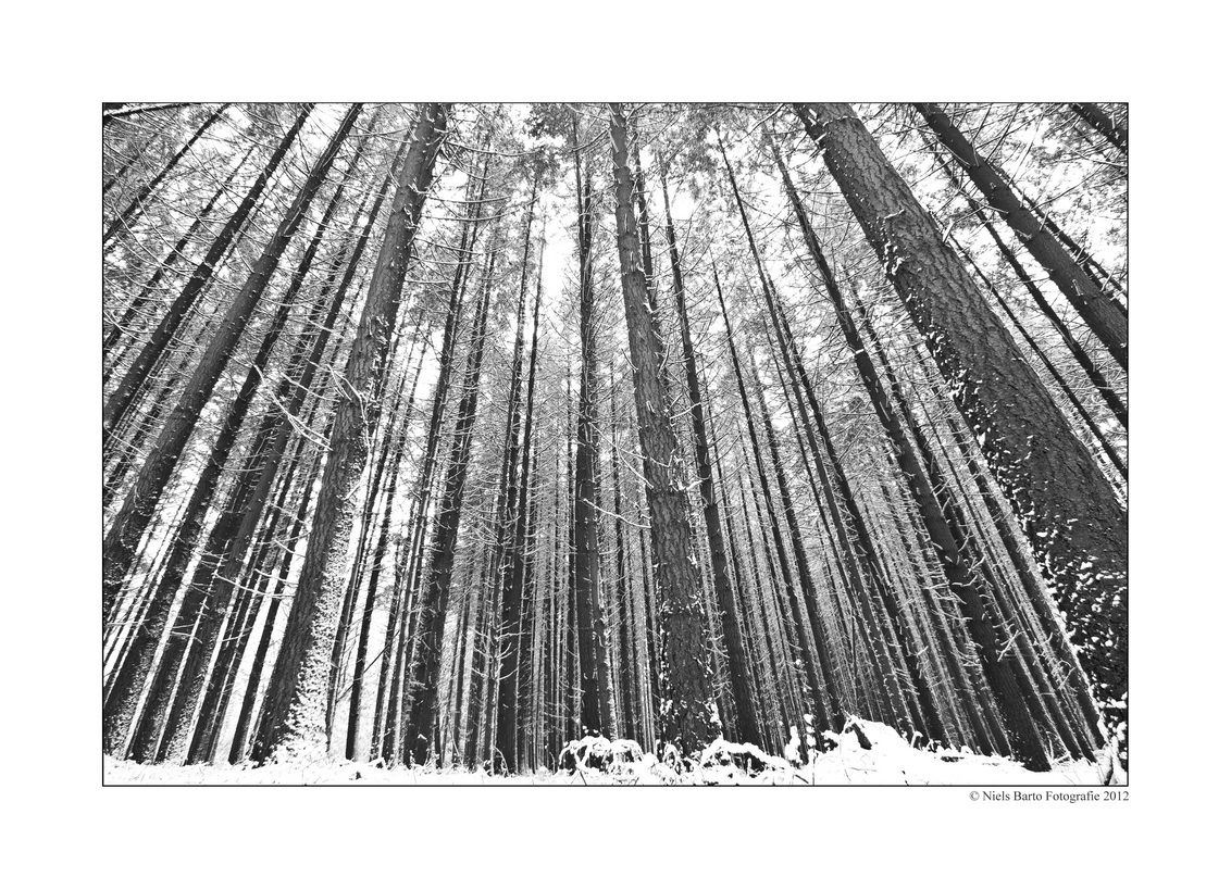 Up we go - Hoge bomen vangen ook veel sneeuw... - foto door GBP op 10-12-2012 - deze foto bevat: winter
