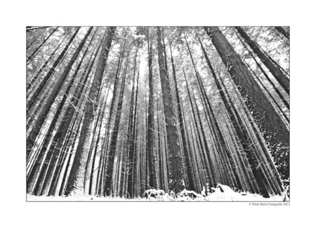 Up we go - Hoge bomen vangen ook veel sneeuw... - foto door GBP op 10-12-2012 - deze foto bevat: winter