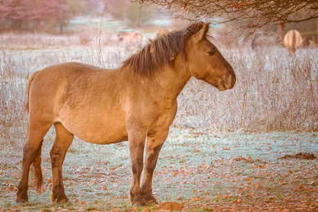 Konik paard.2 in de Blauwe Kamer -